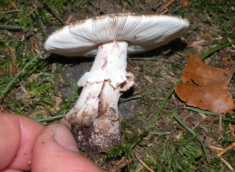 Amanita trentina: Amanita pantherina?